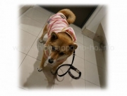 レインコートは意外と便利