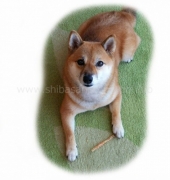 たくさん散歩をしよう！